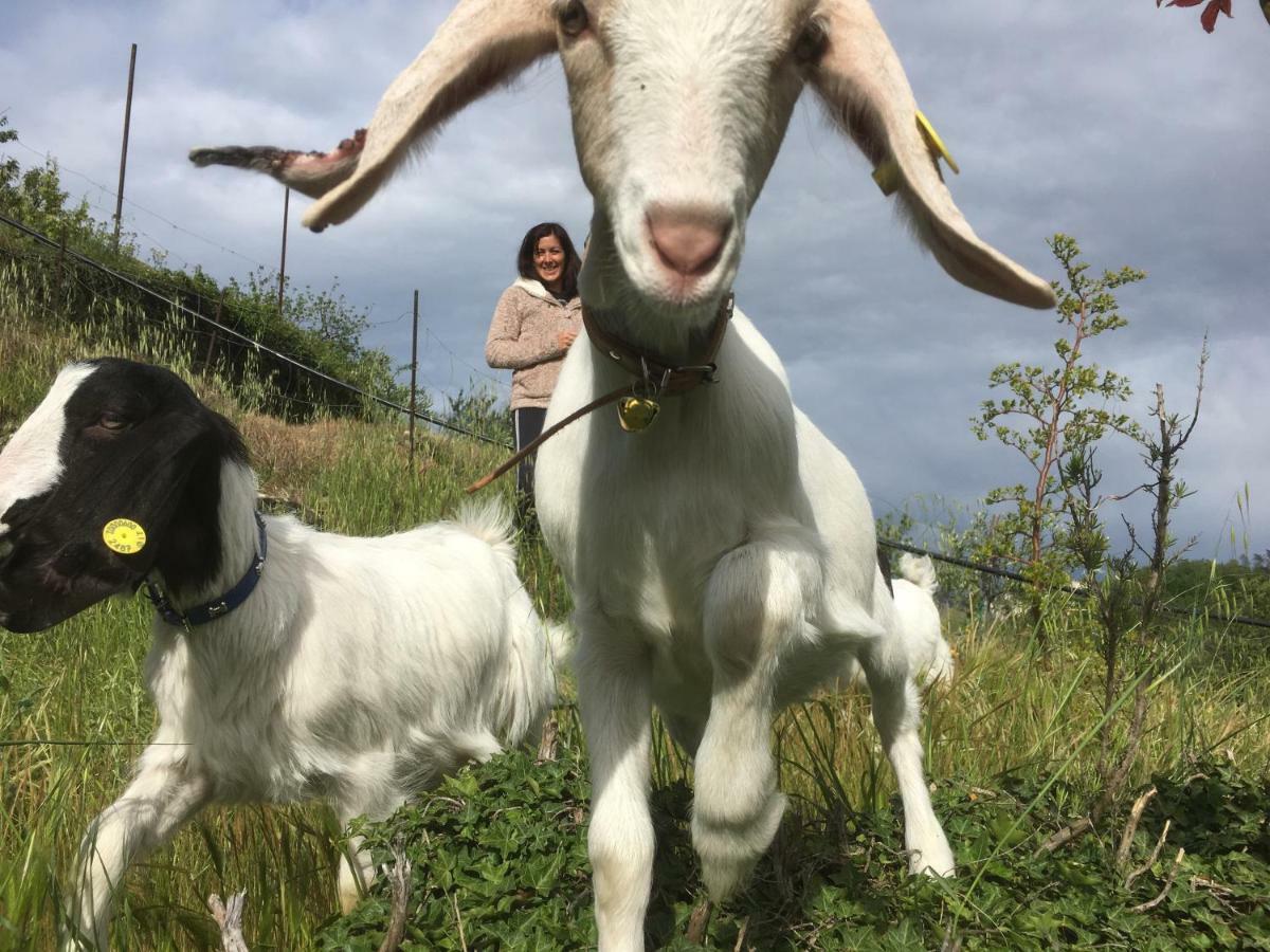 Agriturismo Lavalleggia Tovo San Giacomo Eksteriør bilde